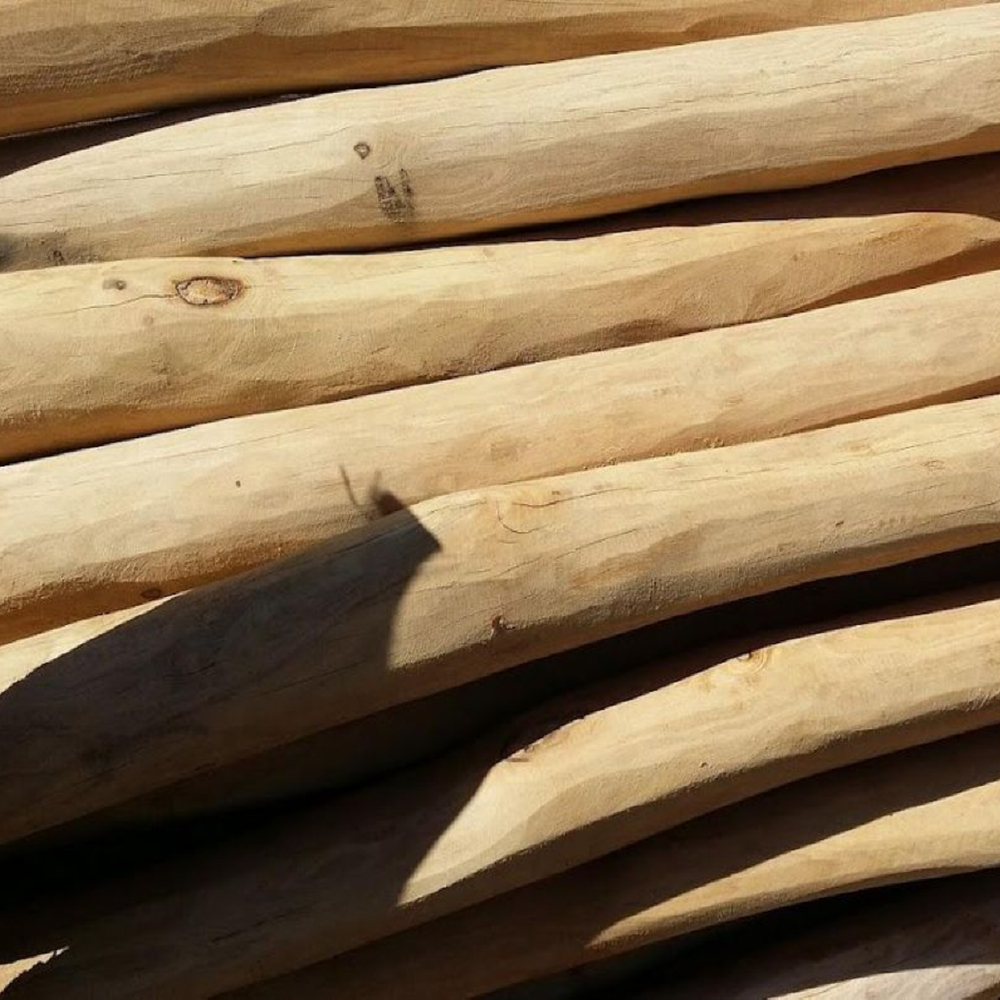 로비니아 특수목 3m 옵션