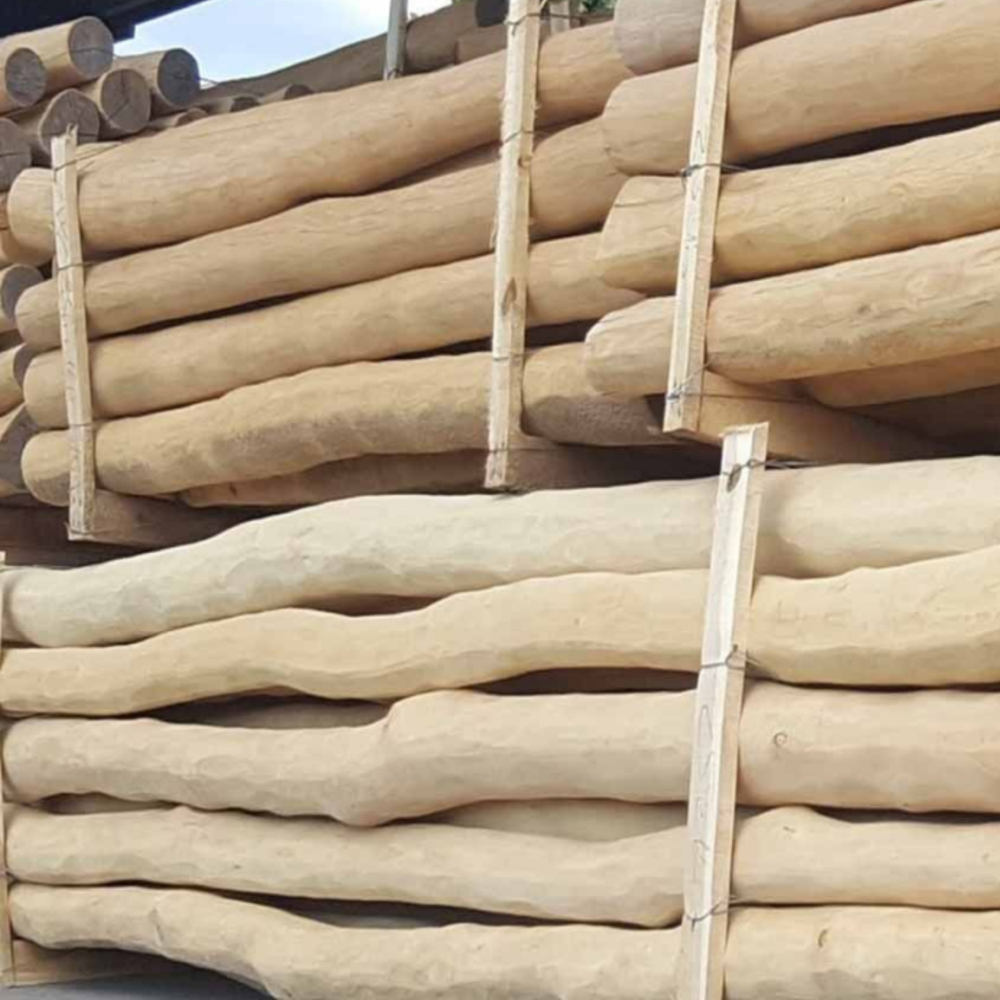 로비니아 특수목 5m 옵션