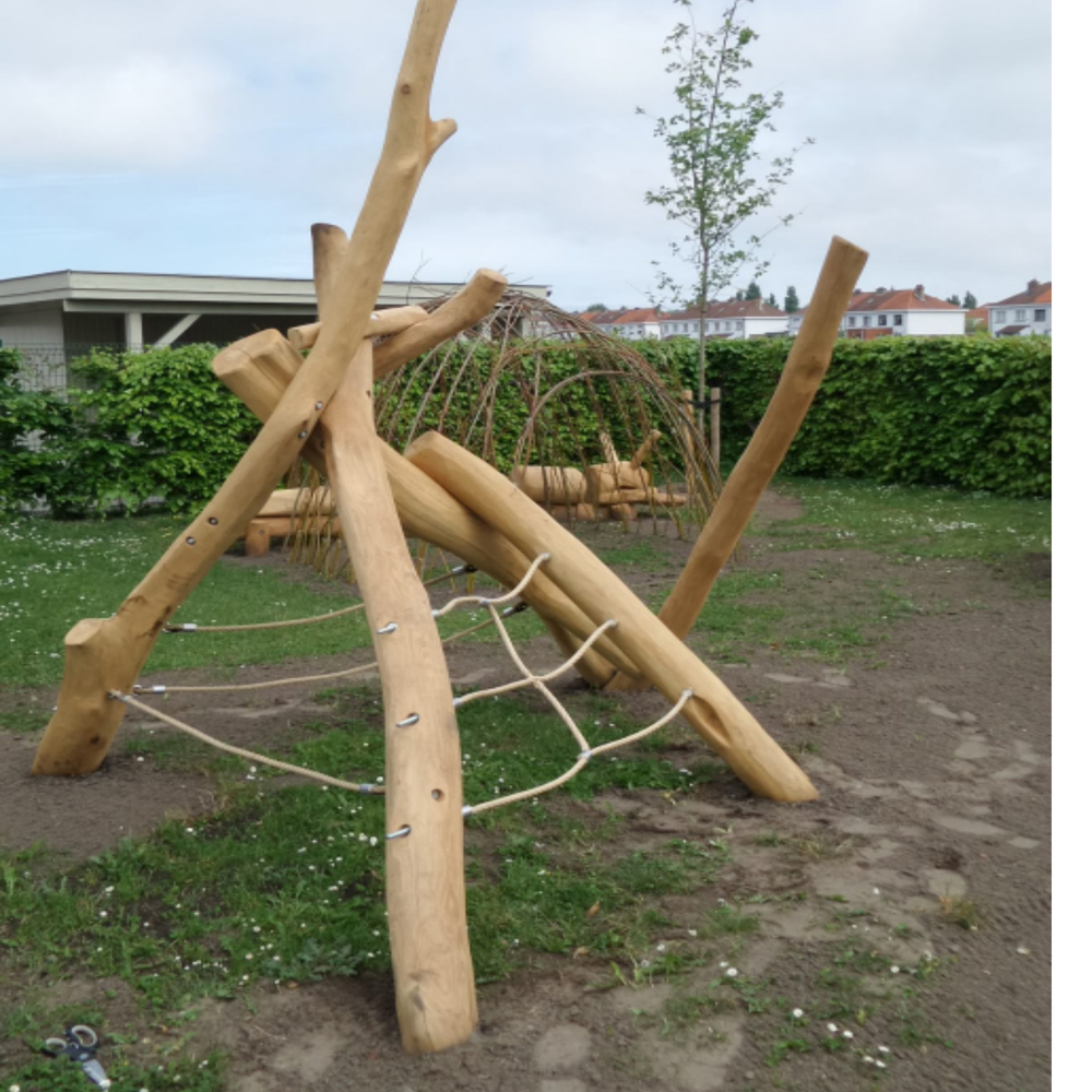 로비니아 특수목 6m 옵션